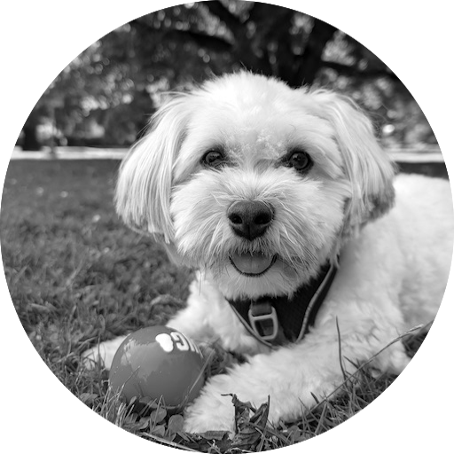 Profilbild von Cindy dem Haveneser